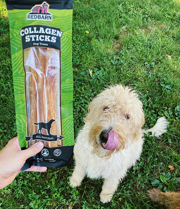 cachorro lambendo o nariz esperando um petisco