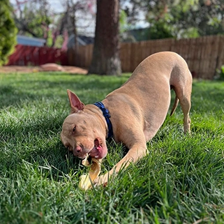 Dog em um quintal gramado se divertindo com um petisco