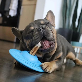 dog na sala degustando um petisco