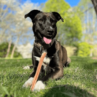 cachorro deitado em um gramado em um dia de sol