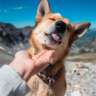 cão em meio a natureza em uma tarde de sol