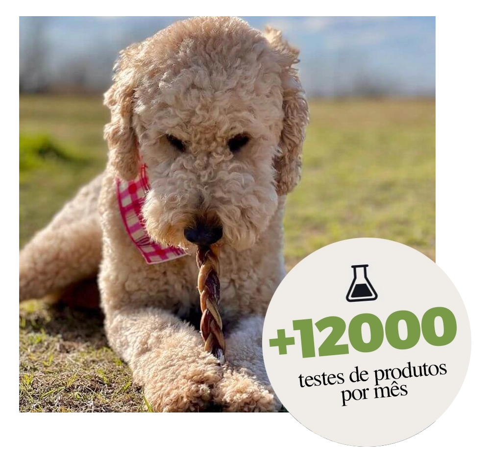 Cão ao ar livre em um dia de sol comendo um petisco